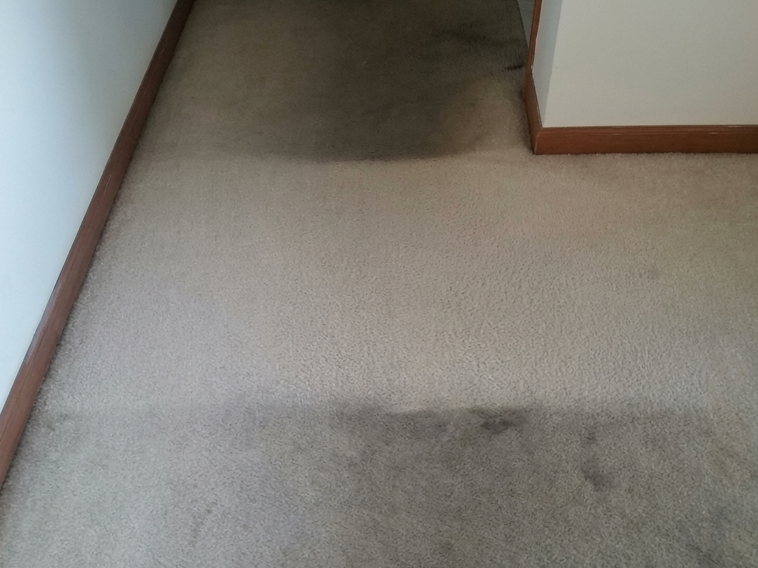 Professional carpet cleaning